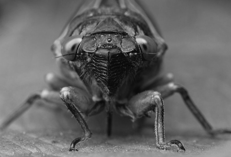 Cicadas, stinkbugs invade east coast