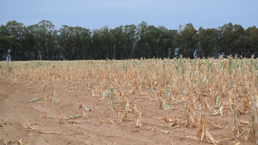 Caption: Plants are dry enough to be harvested for fall.
They received no rain from Aug. 13- Oct. 3.
