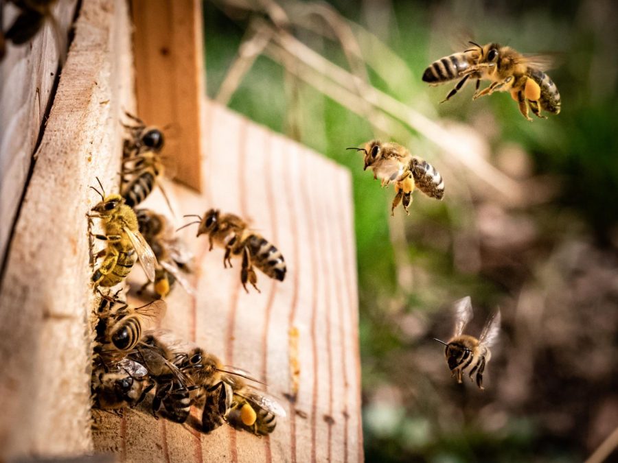 Honey Bees carrying pollen back to their hive. Photo by Kai Wenzel on Unsplash