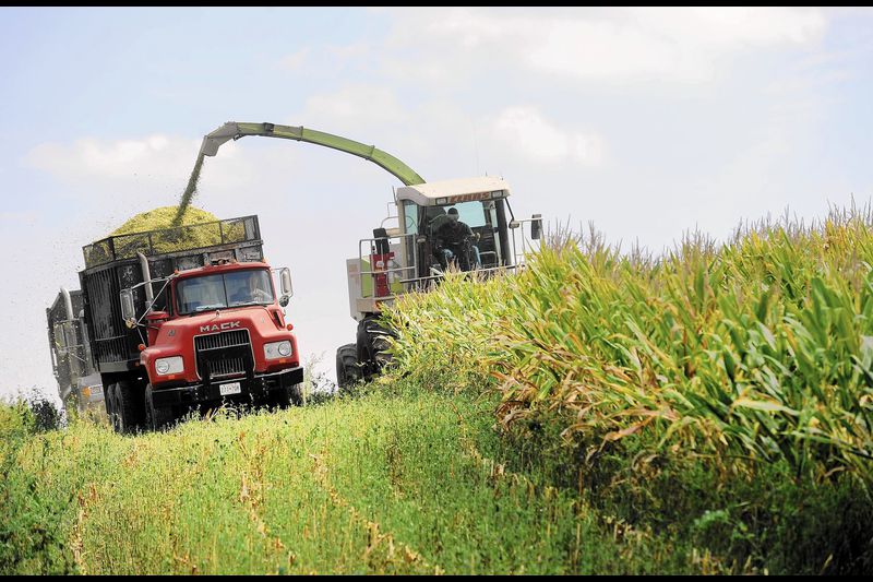 Josh Sellers (right) and Greg Dell (left) chop corn for silage in a field that will be planted with cover crops. Carroll county farmers enroll more than 40,000 acres of cover crops each year.
