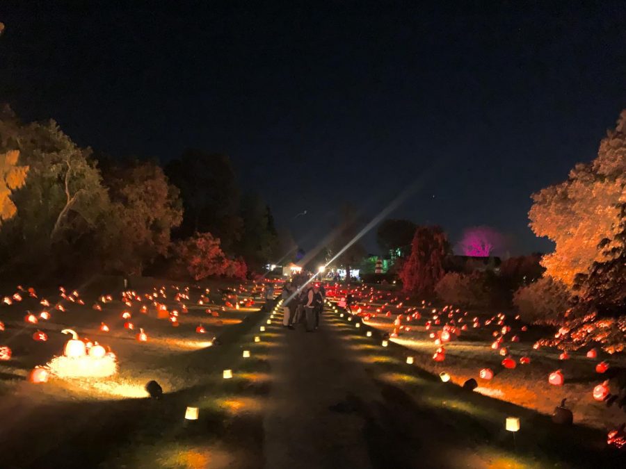 Jack-O-Lanterns light up the valley at Ladew Gardens,
Visitors enjoyed finding crazy carved pumpkins