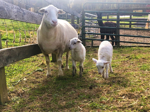 The lambs enjoy the last of the warm weather outside the barn.; When the sheep were born, Densmore said they “made sure everything was safe, warm, and clean.”