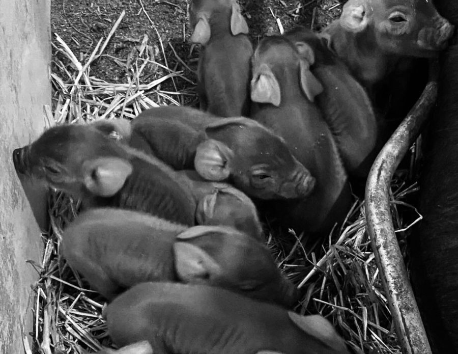 The 14 piglets (not all shown) in the barn all together. They were born on January 31, 2022, a day before Ms. Cherry’s due date. PHOTO CREDIT: Malinah Jerscheid